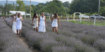 SİNOP’TA LAVANTA HASAT ŞENLİĞİ GERÇEKLEŞTİRİLDİ