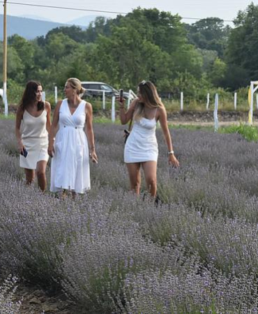 SİNOP’TA LAVANTA HASAT ŞENLİĞİ GERÇEKLEŞTİRİLDİ