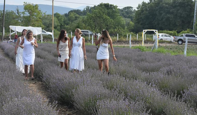 SİNOP’TA LAVANTA HASAT ŞENLİĞİ GERÇEKLEŞTİRİLDİ