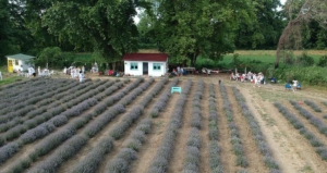 KADIN GİRİŞİMCİNİN KURDUĞU LAVANTA TARLASI SİNOP İÇİN ALTERNATİF TURİZM ROTASI OLDU