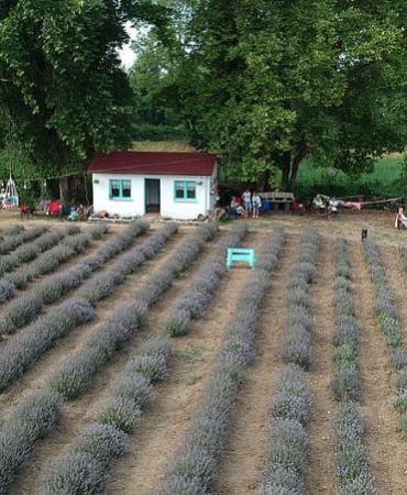 KADIN GİRİŞİMCİNİN KURDUĞU LAVANTA TARLASI SİNOP İÇİN ALTERNATİF TURİZM ROTASI OLDU