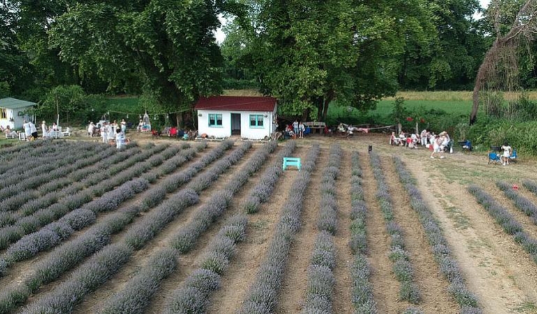 KADIN GİRİŞİMCİNİN KURDUĞU LAVANTA TARLASI SİNOP İÇİN ALTERNATİF TURİZM ROTASI OLDU