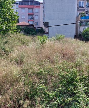 MAHALLE HALKININ “BÜYÜYEN OT” TEPKİSİ