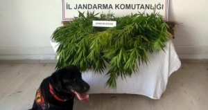 SİNOP’TA YASA DIŞI KENEVİR EKİMİ