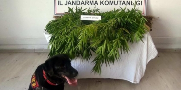 SİNOP’TA YASA DIŞI KENEVİR EKİMİ