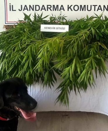SİNOP’TA YASA DIŞI KENEVİR EKİMİ