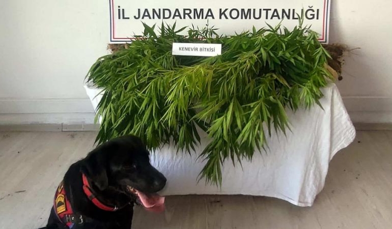 SİNOP’TA YASA DIŞI KENEVİR EKİMİ