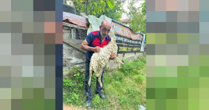 SİNOP'TA KUYUYA DÜŞEN KOYUN KURTARILDI