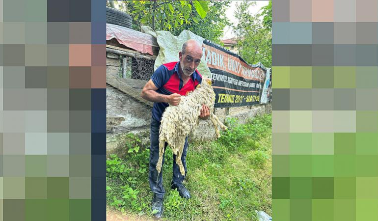 SİNOP'TA KUYUYA DÜŞEN KOYUN KURTARILDI