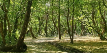 SİNOP’TA 30 EYLÜL’E KADAR ORMANLARA GİRİŞLER YASAKLANDI