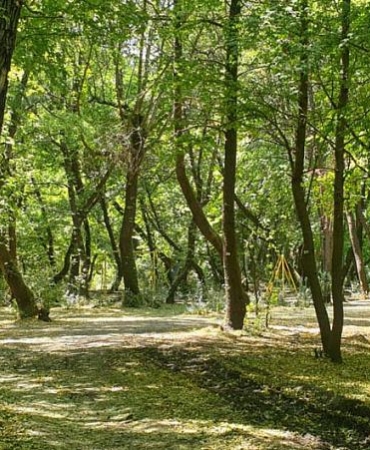 SİNOP’TA 30 EYLÜL’E KADAR ORMANLARA GİRİŞLER YASAKLANDI