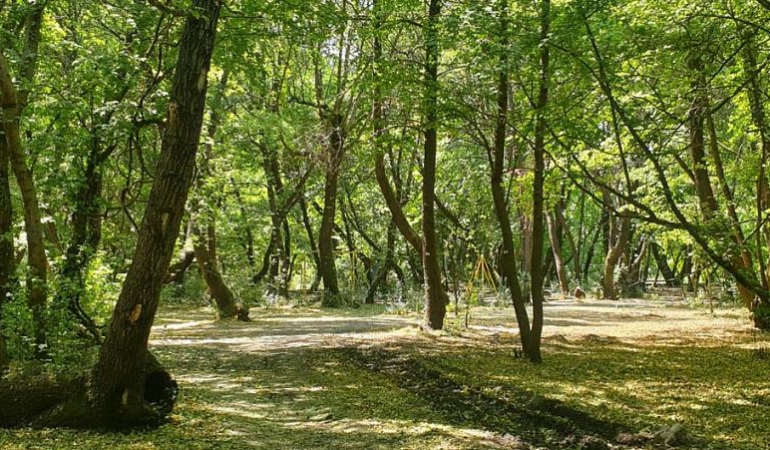 SİNOP’TA 30 EYLÜL’E KADAR ORMANLARA GİRİŞLER YASAKLANDI