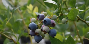 SİNOP’TA İLK DEFA DİKİLEN YABAN MERSİNİNDE İHRACAT HEDEFİ