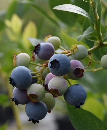 SİNOP’TA İLK DEFA DİKİLEN YABAN MERSİNİNDE İHRACAT HEDEFİ