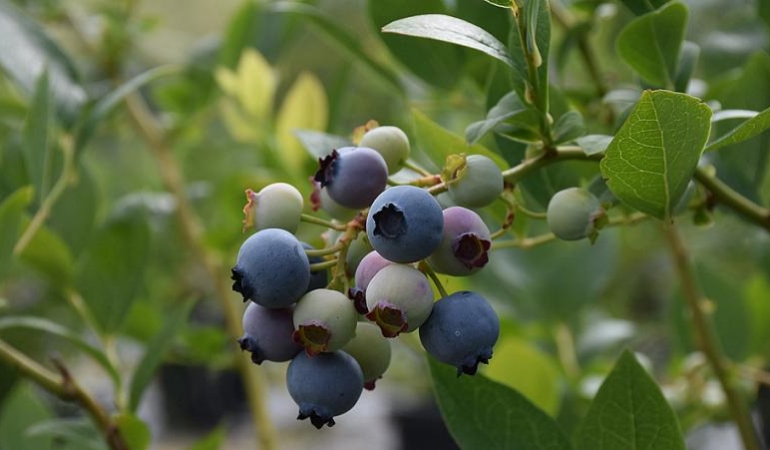 SİNOP’TA İLK DEFA DİKİLEN YABAN MERSİNİNDE İHRACAT HEDEFİ