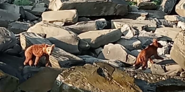 Aç kalan yavru ayıları balıkçılar besledi