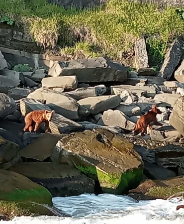 Aç kalan yavru ayıları balıkçılar besledi