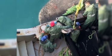 SİNOPLU BALIKÇILAR YUNUSLARI ÖZGÜRLÜKLERİNE KAVUŞTURDU