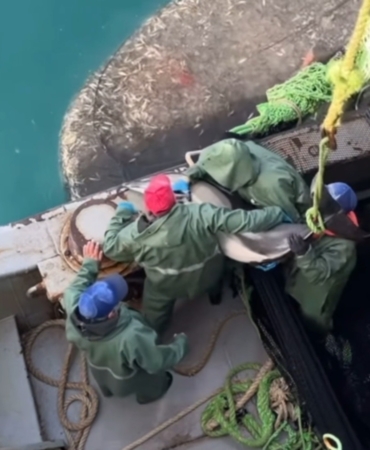 SİNOPLU BALIKÇILAR YUNUSLARI ÖZGÜRLÜKLERİNE KAVUŞTURDU