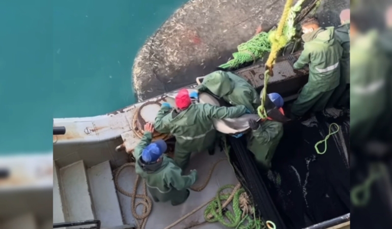 SİNOPLU BALIKÇILAR YUNUSLARI ÖZGÜRLÜKLERİNE KAVUŞTURDU