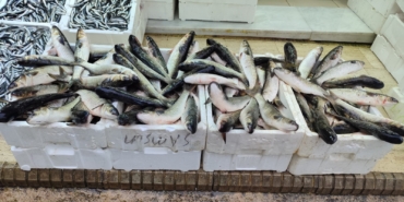 VİTAMİN DEPOSU KEFAL 200 LİRADAN SATIŞA SUNULUYOR