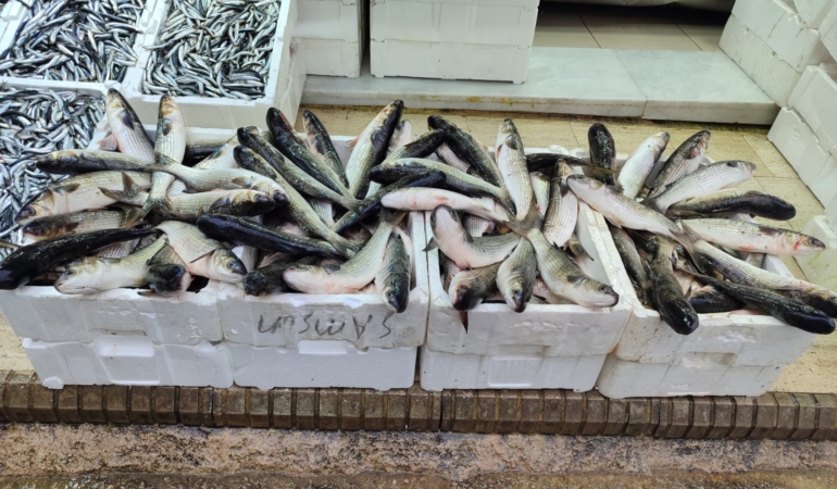 VİTAMİN DEPOSU KEFAL 200 LİRADAN SATIŞA SUNULUYOR