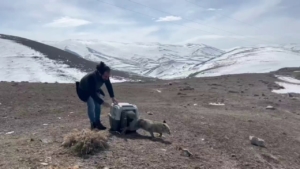 Aracın çarptığı tilki tedavisinin ardından doğaya bırakıldı