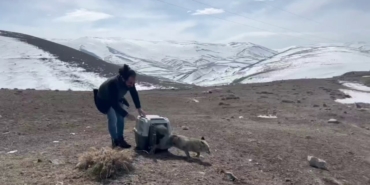 Aracın çarptığı tilki tedavisinin ardından doğaya bırakıldı