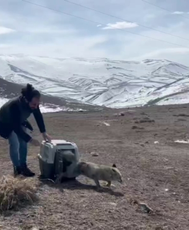 Aracın çarptığı tilki tedavisinin ardından doğaya bırakıldı