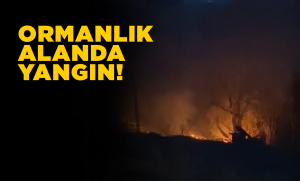Ormanlık alanda yangın çıktı
