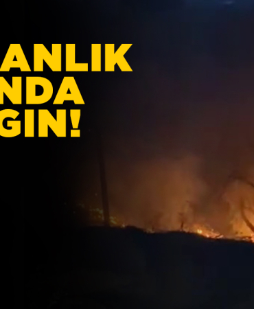 Ormanlık alanda yangın çıktı