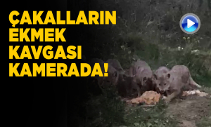 Sinop’ta vatandaş çakalları besledi