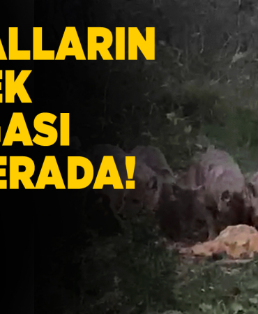 Sinop’ta vatandaş çakalları besledi