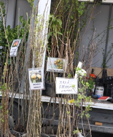 Baharlık fidanlar pazara indi