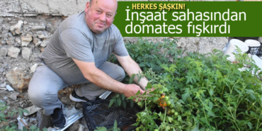 Sinop'ta inşaat sahasından domates fışkırdı