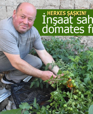 Sinop'ta inşaat sahasından domates fışkırdı