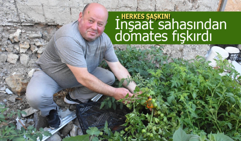 Sinop’ta inşaat sahasından domates fışkırdı