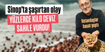 Gemiden mi, savaştan mı? Sinop'ta Karadeniz ceviz kustu