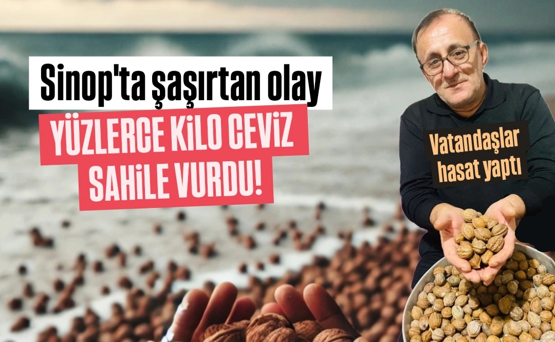 Gemiden mi, savaştan mı? Sinop'ta Karadeniz ceviz kustu