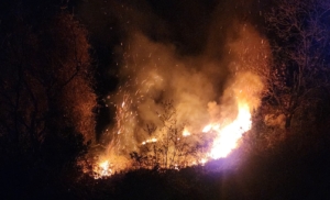 Sinop’ta Orman Yangını: 500 metrekarelik alan kül oldu