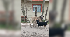 MERTOĞLU KÖYÜNDE BAŞIBOŞ KÖPEK TERÖRÜ