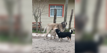 MERTOĞLU KÖYÜNDE BAŞIBOŞ KÖPEK TERÖRÜ