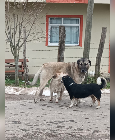 MERTOĞLU KÖYÜNDE BAŞIBOŞ KÖPEK TERÖRÜ