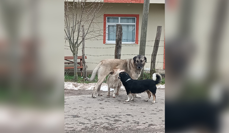 MERTOĞLU KÖYÜNDE BAŞIBOŞ KÖPEK TERÖRÜ
