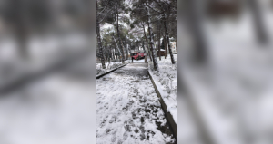 15 SAAT AĞAÇTA MAHSUR KALAN KEDİ SİNOP BELEDİYESİ İTFAİYE EKİPLERİNCE KURTARILDI