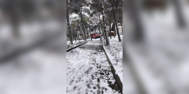 15 SAAT AĞAÇTA MAHSUR KALAN KEDİ SİNOP BELEDİYESİ İTFAİYE EKİPLERİNCE KURTARILDI