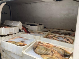 Kaçak yollarla avlanan 1,5 ton balığa el konuldu