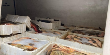 Kaçak yollarla avlanan 1,5 ton balığa el konuldu