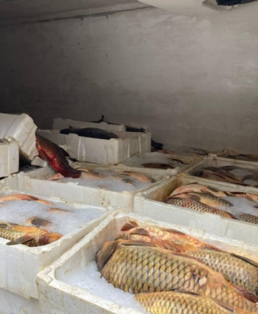 Kaçak yollarla avlanan 1,5 ton balığa el konuldu