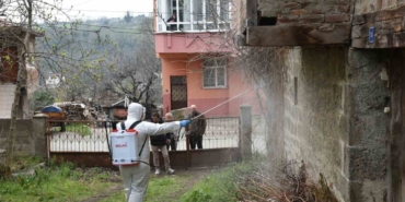 Kahverengi kokarca ile mücadele çalışması devam ediyor